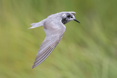 Black Tern