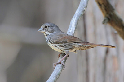 Fox Sparrow (Thick-billed)