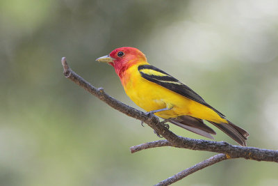 Western Tanager