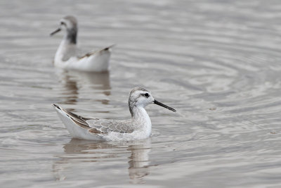 Wilson's Phalarope