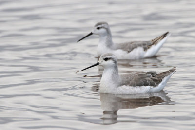 Wilson's Phalarope