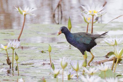 Purple Gallinule