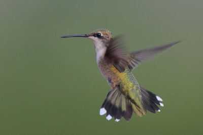 Ruby-throated Hummingbird