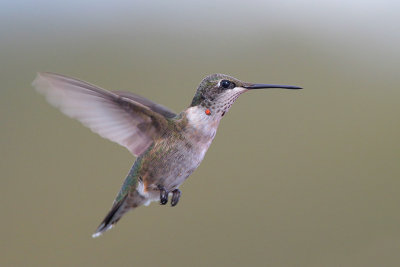 Ruby-throated Hummingbird