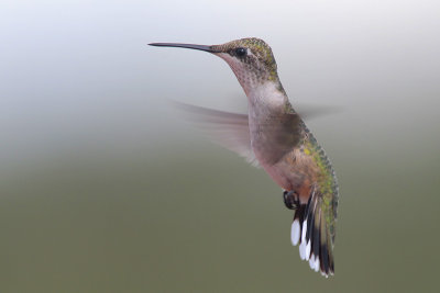 Ruby-throated Hummingbird