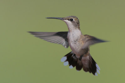 Ruby-throated Hummingbird