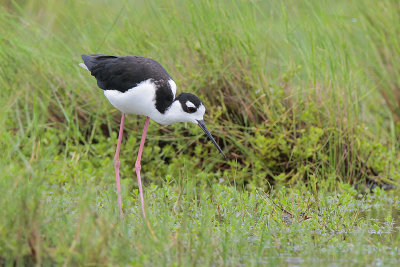 Black-necked Stilt