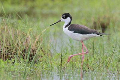 Black-necked Stilt