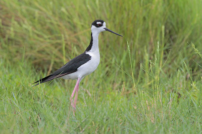 Black-necked Stilt