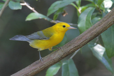 Prothonotary Warbler