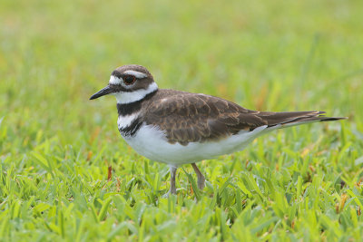Killdeer