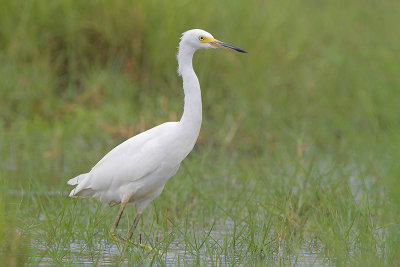 Snowy Egret