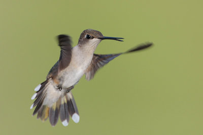 Ruby-throated Hummingbird