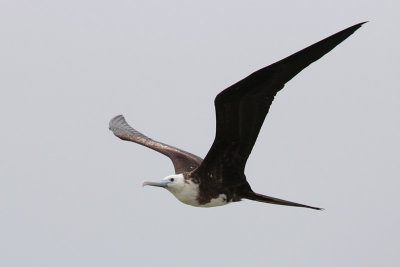 Magnificent Frigatebird