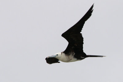 Magnificent Frigatebird