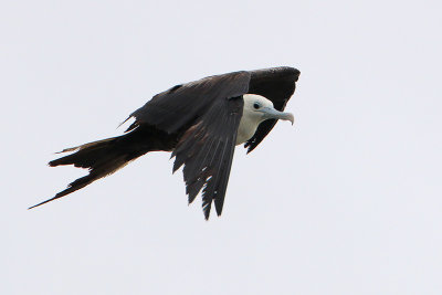 Magnificent Frigatebird