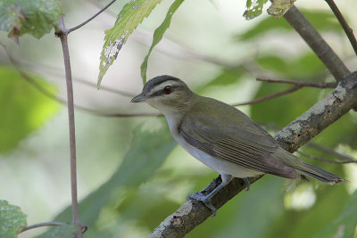 Red-eyed Vireo