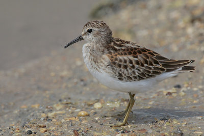 Least Sandpiper