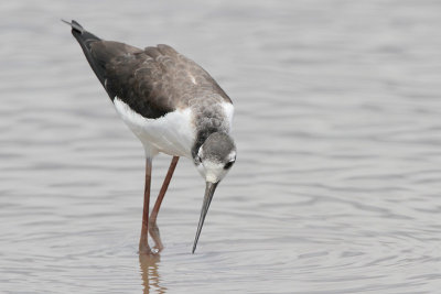 Black-necked Stilt