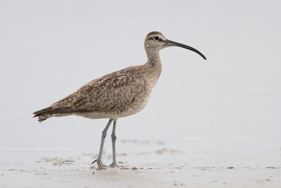 Whimbrel