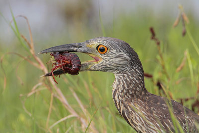 Yellow-crowned Night-Heron