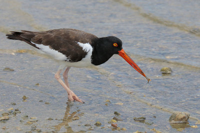 American Oystercatcher w/crossed beak