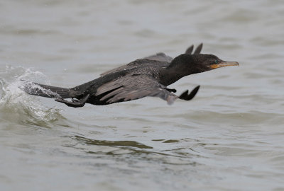 Neotropic Cormorant