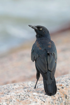 Great-tailed Grackle