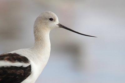 American Avocet