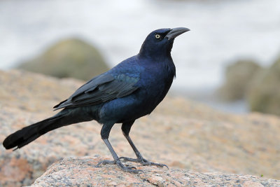 Great-tailed Grackle