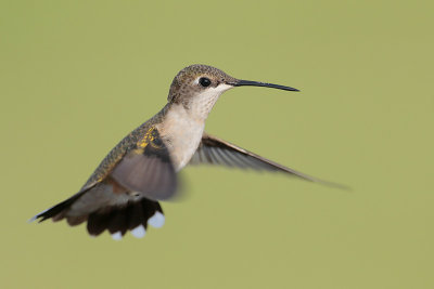 Ruby-throated Hummingbird