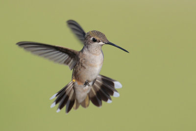 Ruby-throated Hummingbird