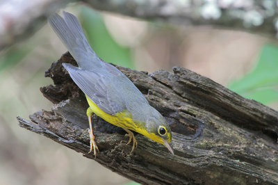 Canada Warbler