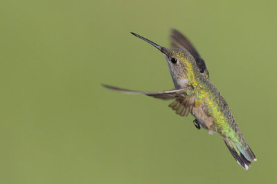 Ruby-throated Hummingbird