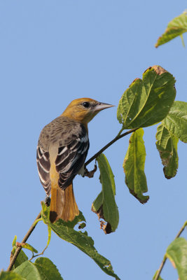 Baltimore Oriole