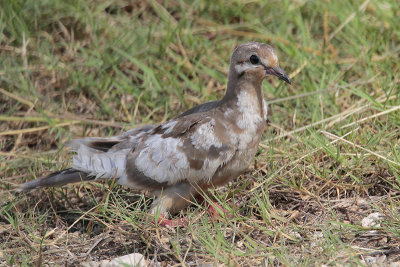 Mourning Dove