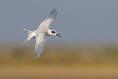 Forster's Tern