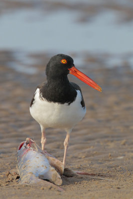 American Oystercatcher