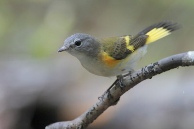 American Redstart