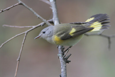 American Redstart