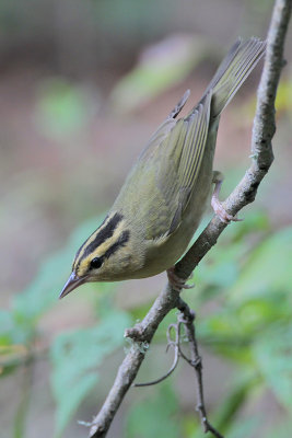 Worm-eating Warbler