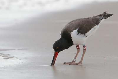 American Oystercatcher