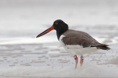 American Oystercatcher