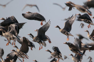 Greater White-fronted Goose