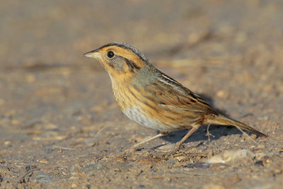 Nelson's Sparrow