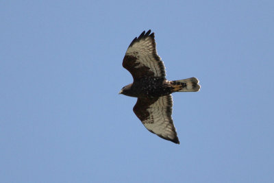 Broad-winged Hawk (Dark Morph)