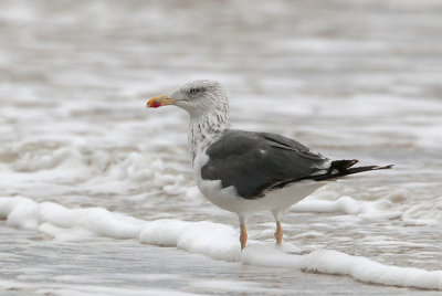 Lesser Black-backed Gull