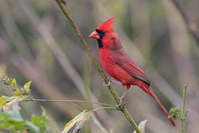 Northern Cardinal