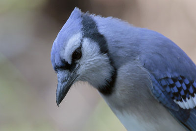 Blue Jay