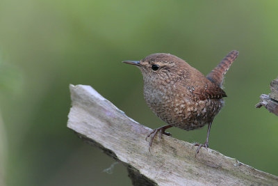 Winter Wren